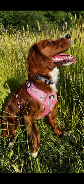 Customer photo review of Adjustable Dog Harness - Lightning Zoomies