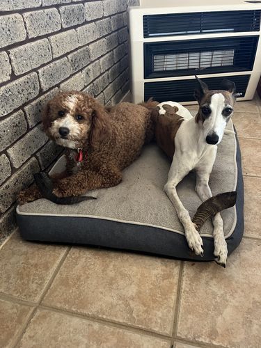 Catherine C. review of Goat Horns for dogs image 1 out of 1