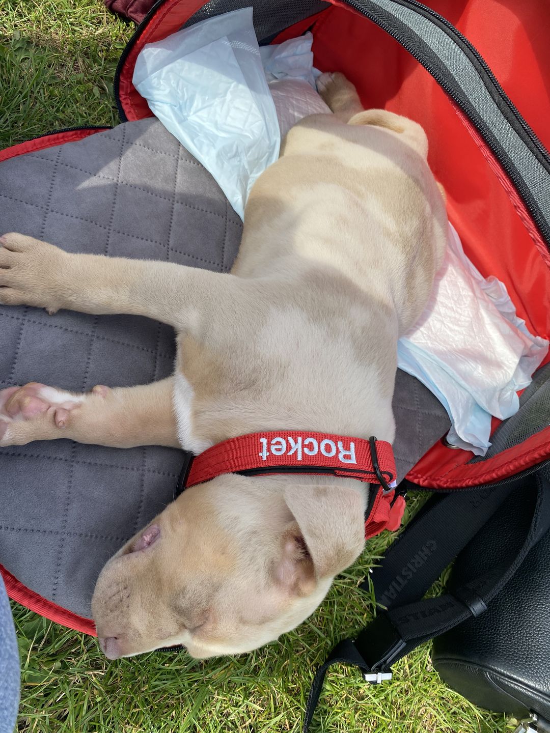 Customer photo review of 4cm Combat® Collar | With Handle & Rated Clip - Red v2.0