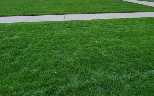 Customer photo review of GCI Turf Type Tall fescue Grass Seed