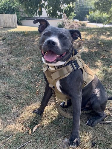 Customer photo review of Classic Heavy-Duty Tactical No-Pull Team K9™ Dog Harness With Front & Back D-Rings, Quick-Release Metal-Buckles, Hook & Loop Panels, & Top Handle
