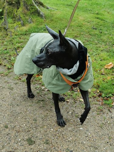 Customer photo review of Visibility Winter Jacket Green for Dogs