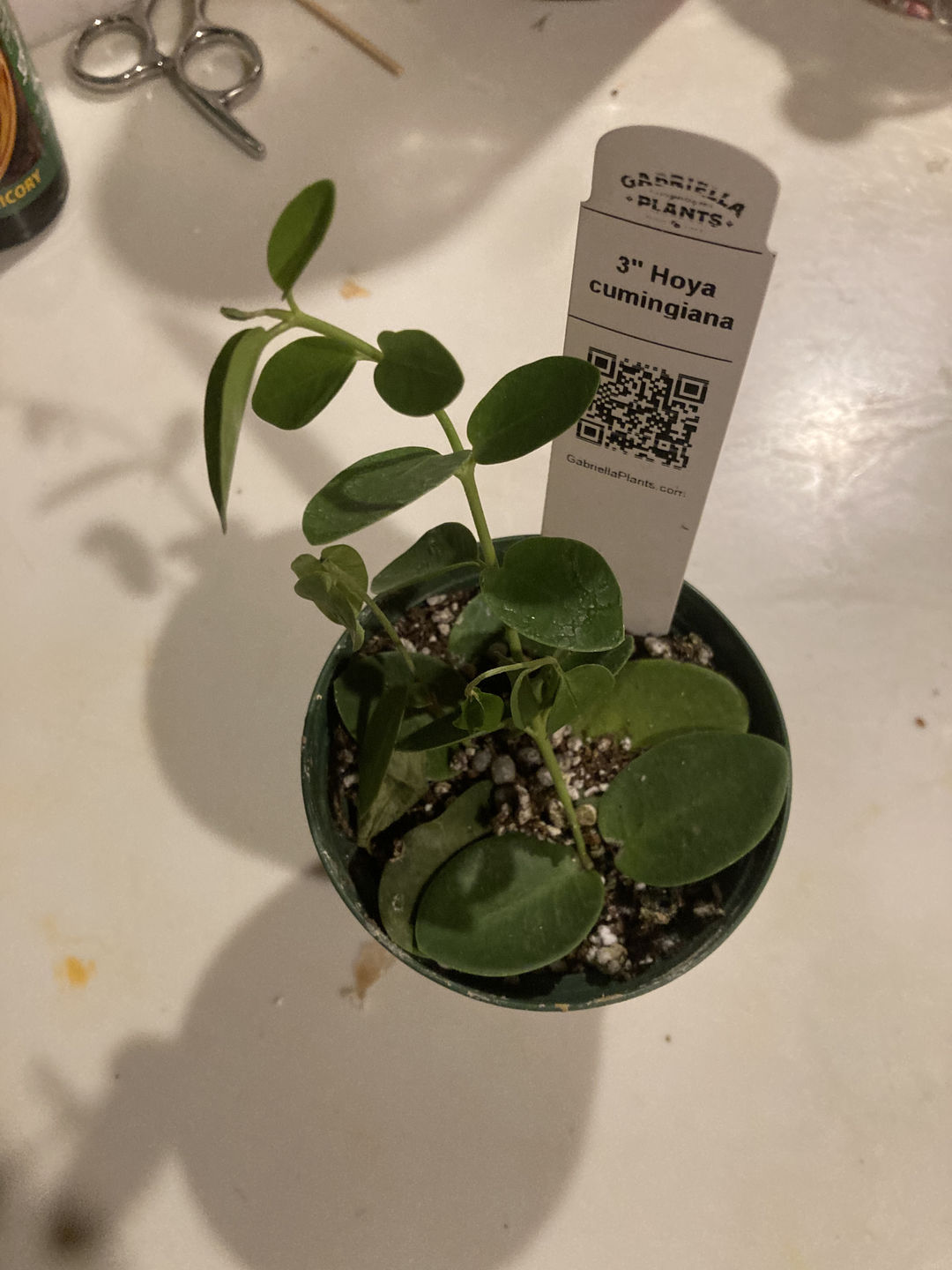 Customer photo review of Hoya cumingiana