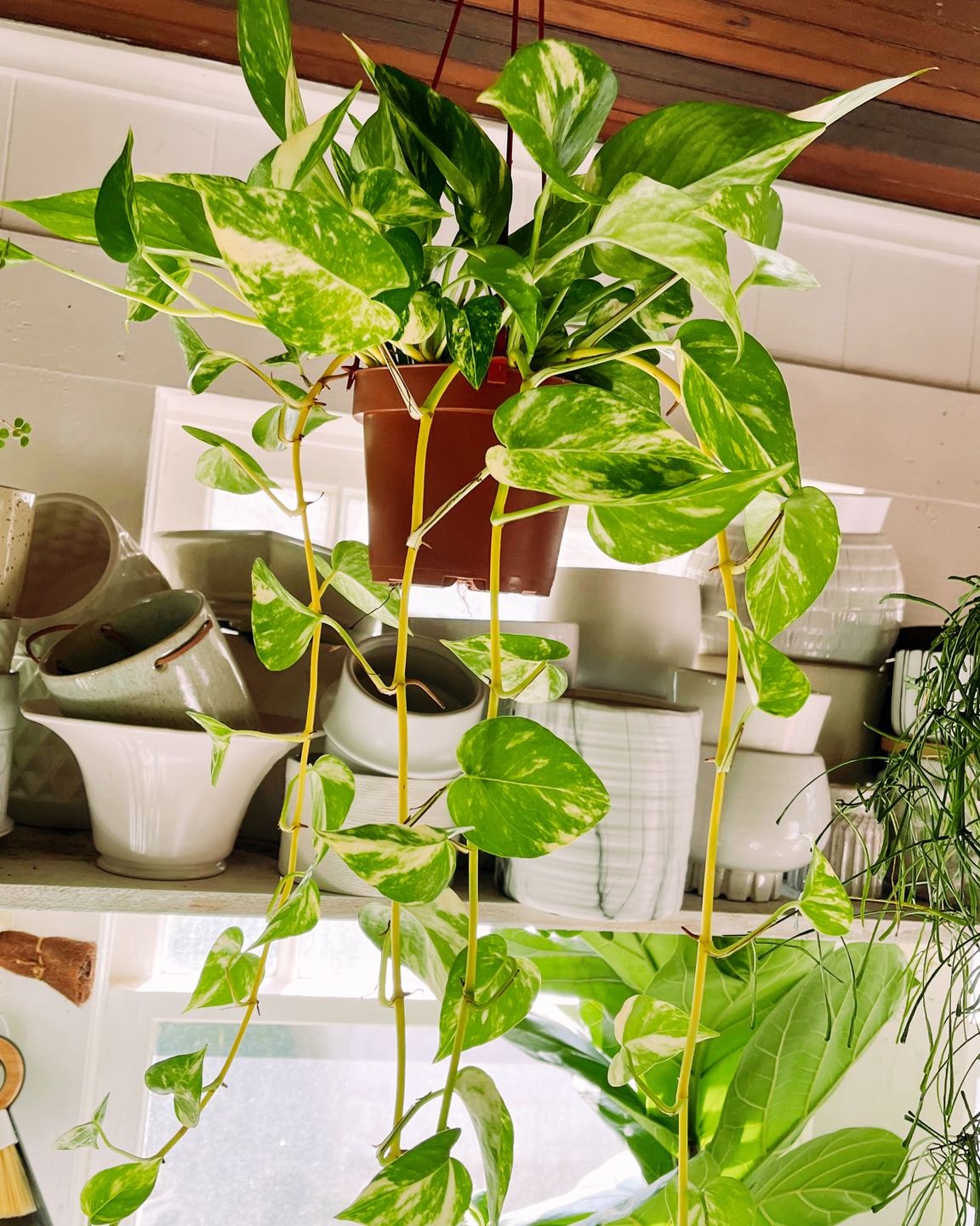 Customer photo review of Pothos Epipremnum aureum 'Golden'
