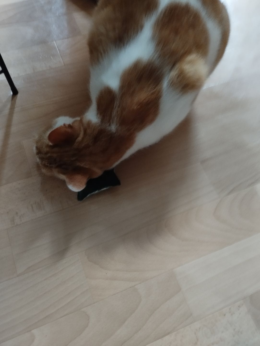 Customer photo review of Friandises riches en saumon (chat adulte)