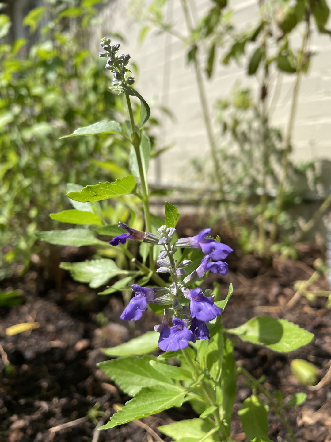 Customer photo review of Salvia Mealy Blue 'Henry Duelberg'