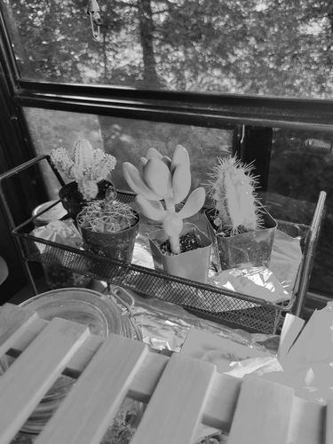 Customer photo review of Chin Cactus | gymnocalycium baldianum