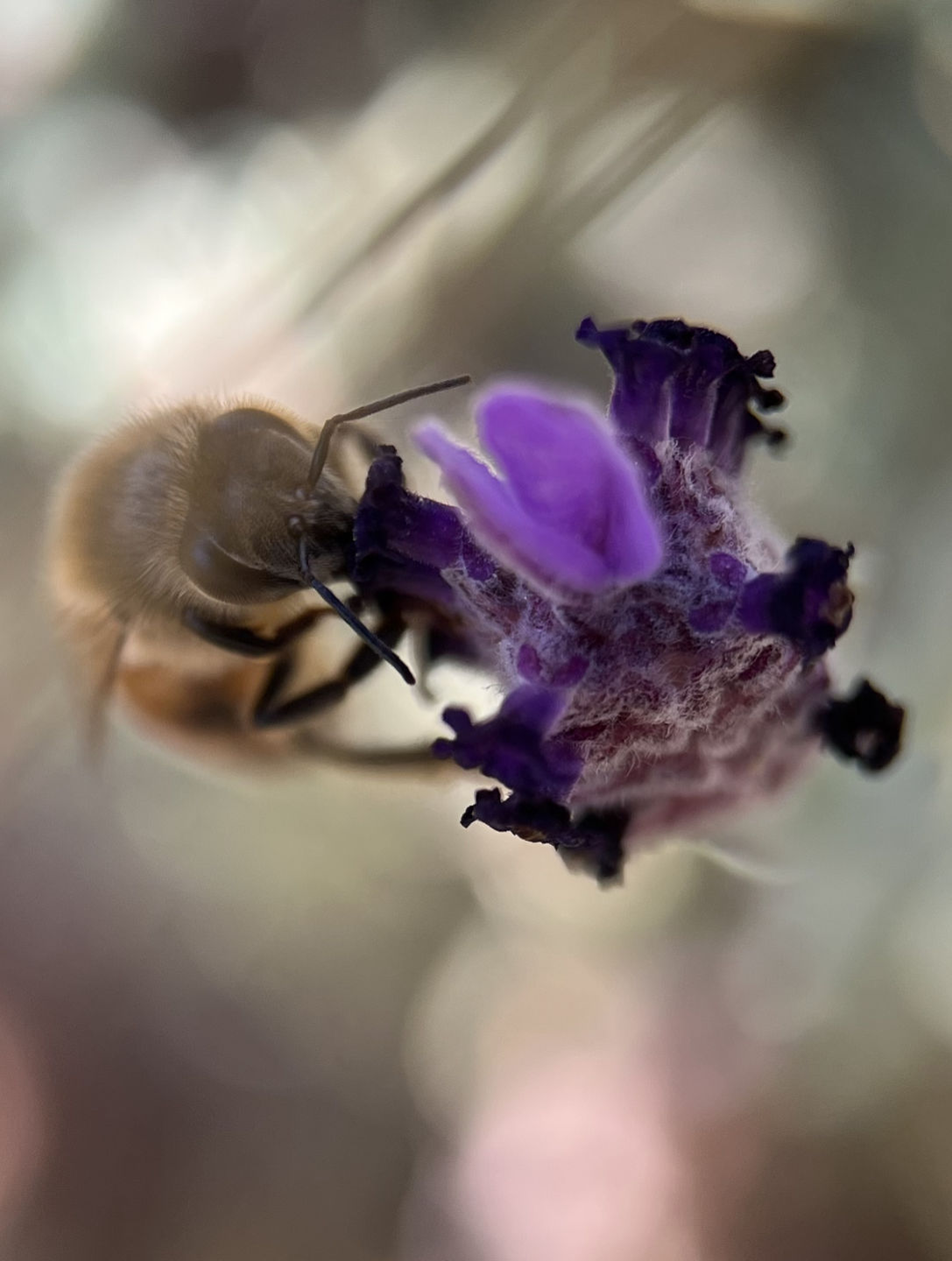 Customer photo review of Pro Series - Macro Lens