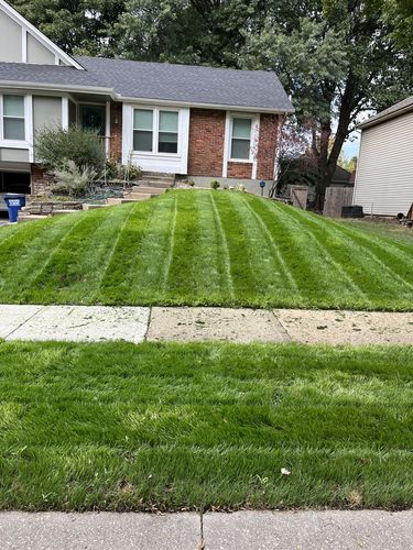 Customer photo review of GCI Turf Cool Blue Grass Seed