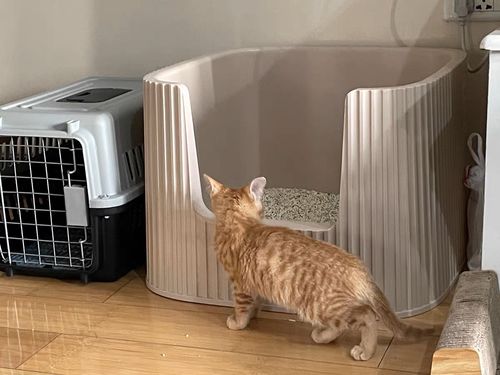 Customer photo review of Michu XXL Coral & BoBa Deluxe Cat Litter Box - Spacious Design with Scoop Included