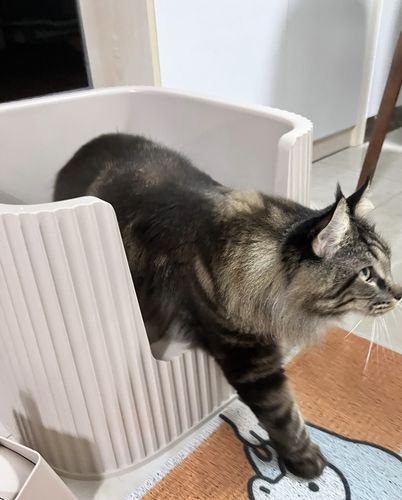Customer photo review of Michu XXL Coral & BoBa Deluxe Cat Litter Box - Spacious Design with Scoop Included