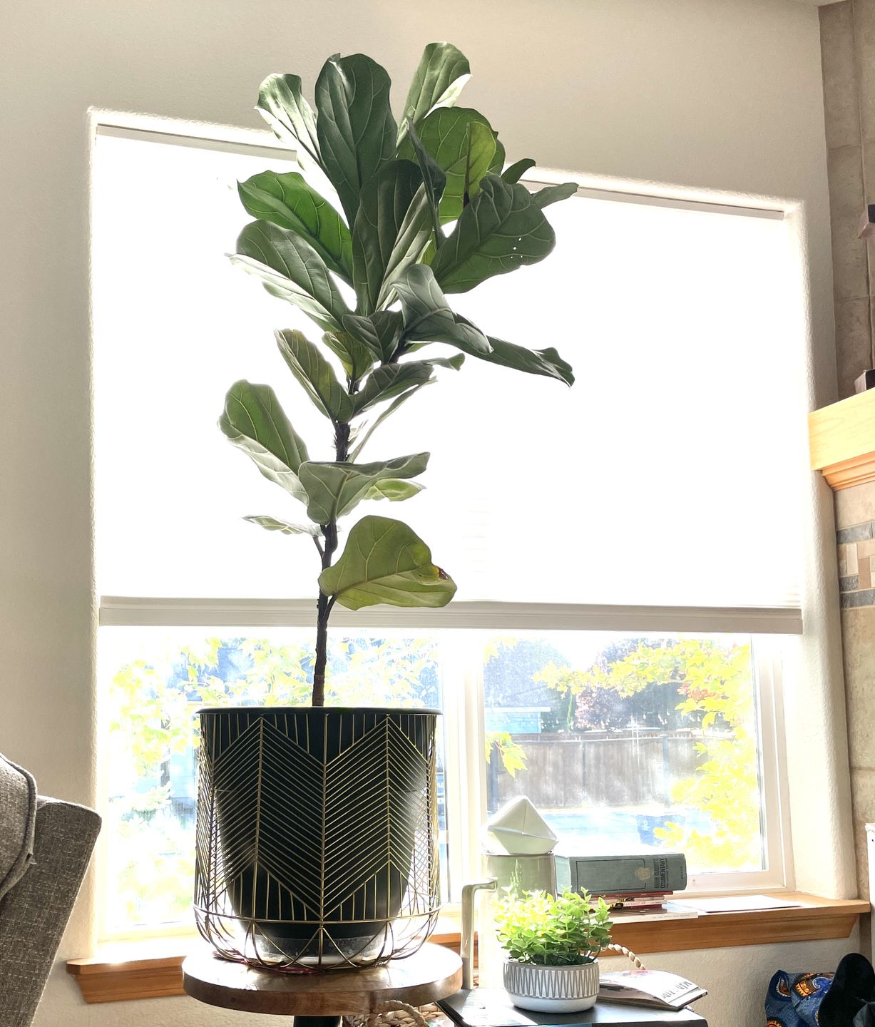 Customer photo review of Fiddle Leaf Fig Guide