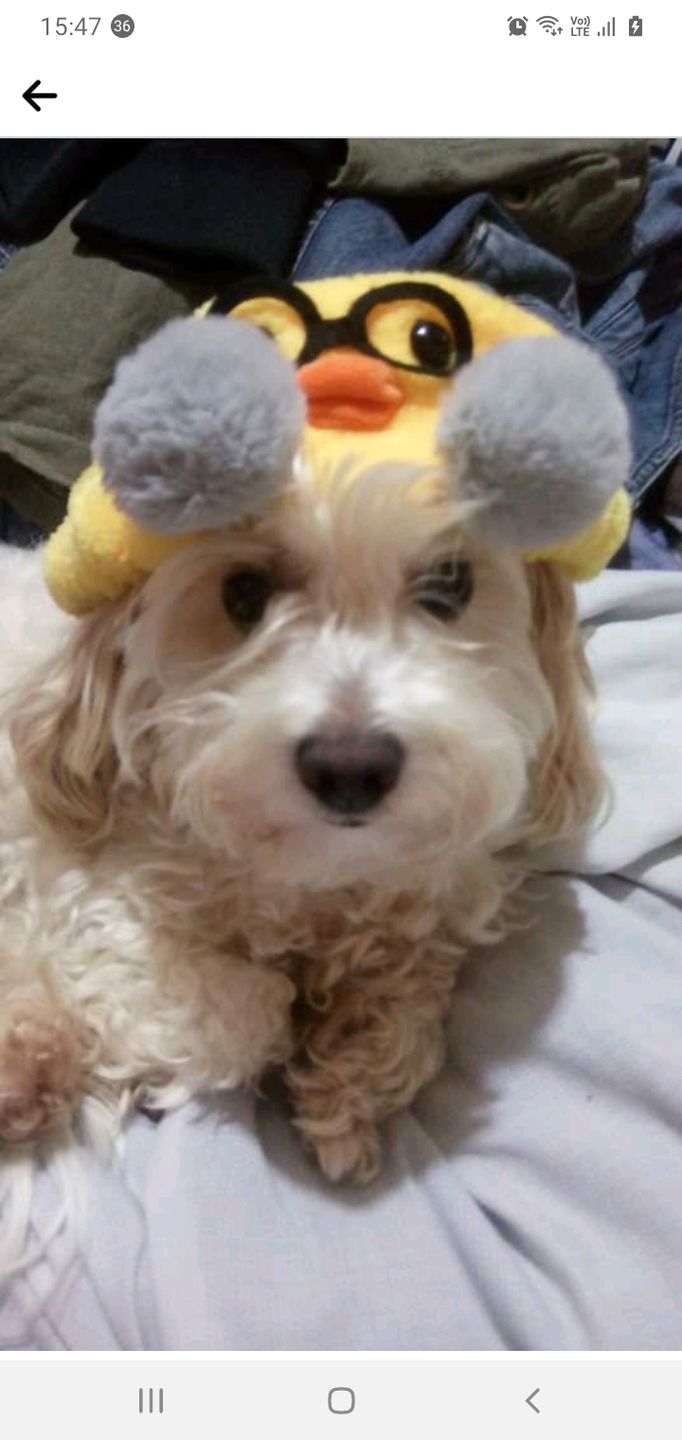 Customer photo review of MEBERMIC PERROS Y GATOS 1 COMPR.