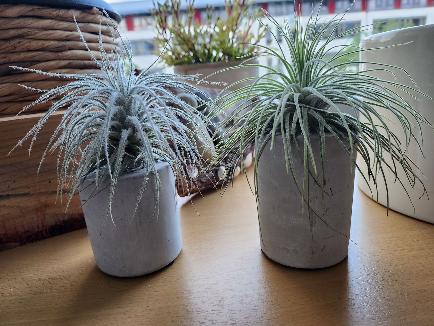Customer photo review of Tillandsia tectorum "snow"