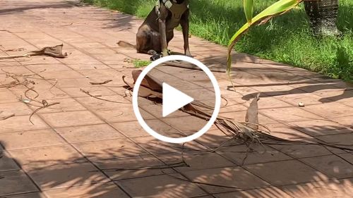 Customer video review of Classic Heavy-Duty Tactical No-Pull Team K9™ Dog Harness With Front & Back D-Rings, Quick-Release Metal-Buckles, Hook & Loop Panels, & Top Handle