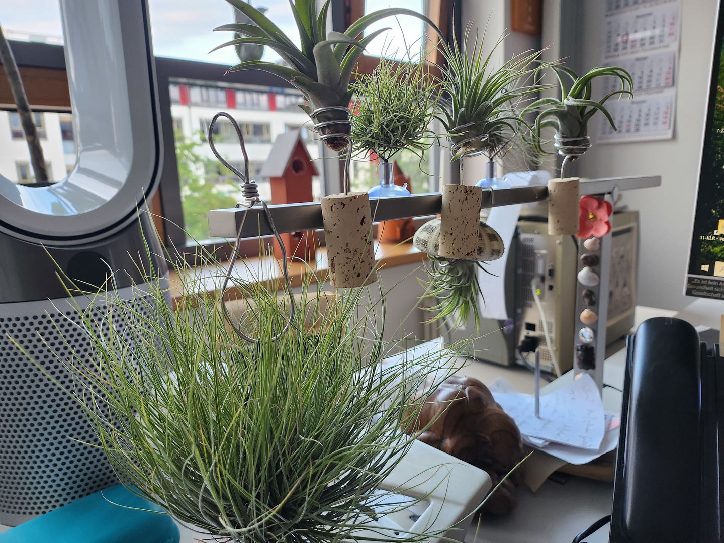 Customer photo review of Tillandsia schiedeana major - Mini Pulk