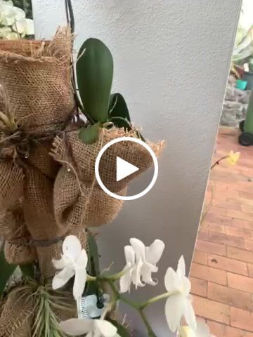 Customer video review of Cattleya Orchid
