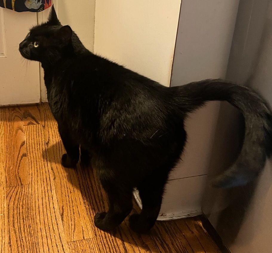 Customer photo review of Hyperthyroidism Supplement for Cats - Treats Cat Hyperthyroid, Patchy Hair Loss, and Helps Cat Weight Gain