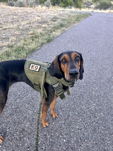 Customer photo review of Classic Heavy-Duty Tactical No-Pull Team K9™ Dog Harness With Front & Back D-Rings, Quick-Release Metal-Buckles, Hook & Loop Panels, & Top Handle