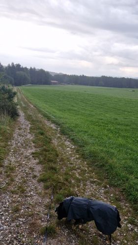 Customer photo review of Visibility Raincoat Dark for Dogs