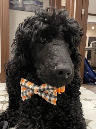 Customer photo review of Halloween Orange Black Plaid Pet Bow Tie for Dog and Cat Collar