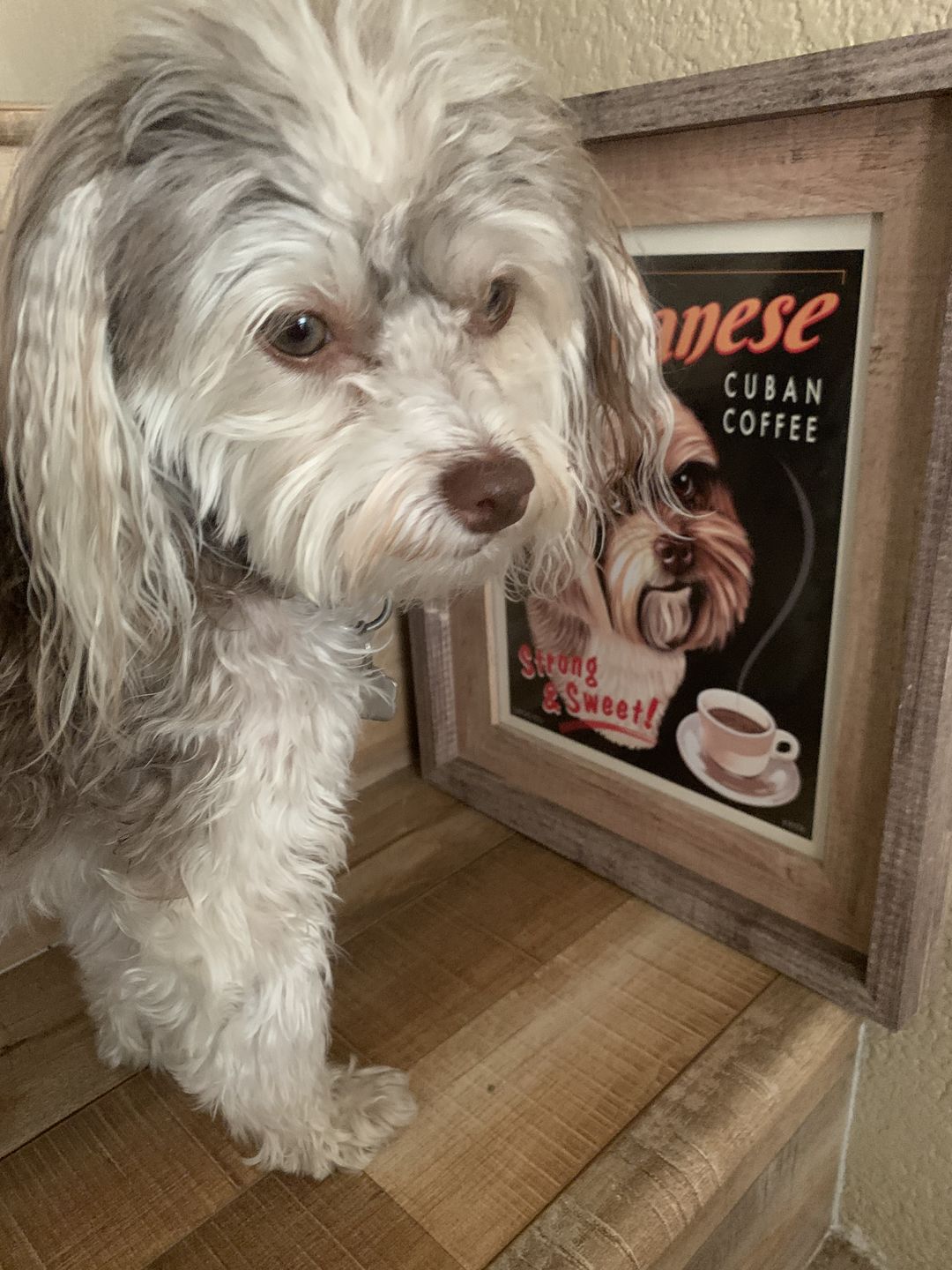 Customer photo review of Havanese Art "Little Havanese Cuban Coffee" Art Print by Krista Brooks