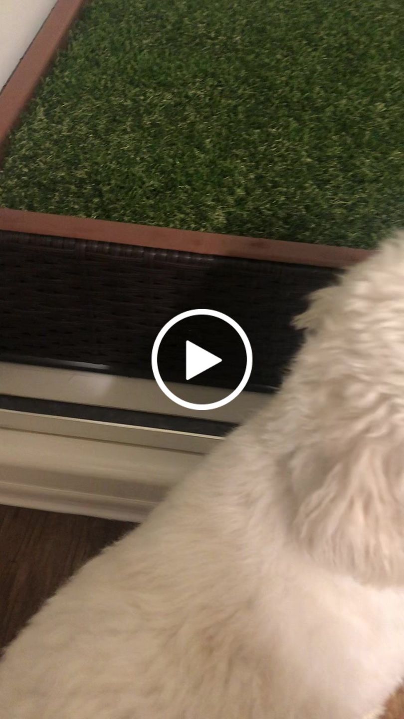 Customer video review of Small Porch Potty