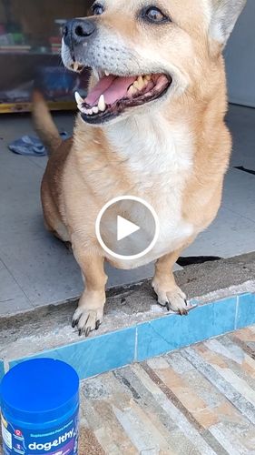 Customer video review of Mobility. Suplemento para Perro Auxiliar en Protección de Articulaciones y Cartílago Sabor a Pescado de 270g