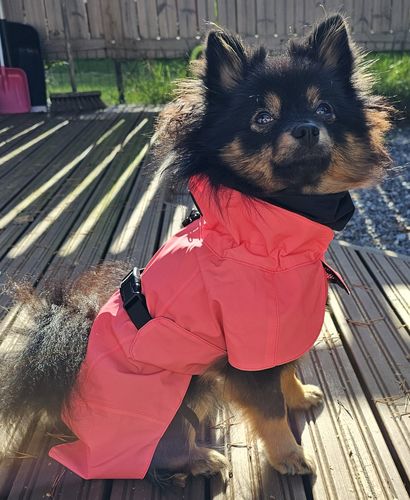 Customer photo review of Visibility Raincoat Lite Hot pink for Dogs