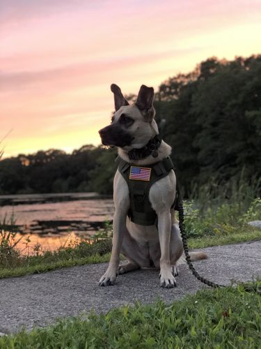 Customer photo review of Classic Heavy-Duty Tactical No-Pull Team K9™ Dog Harness With Front & Back D-Rings, Quick-Release Metal-Buckles, Hook & Loop Panels, & Top Handle