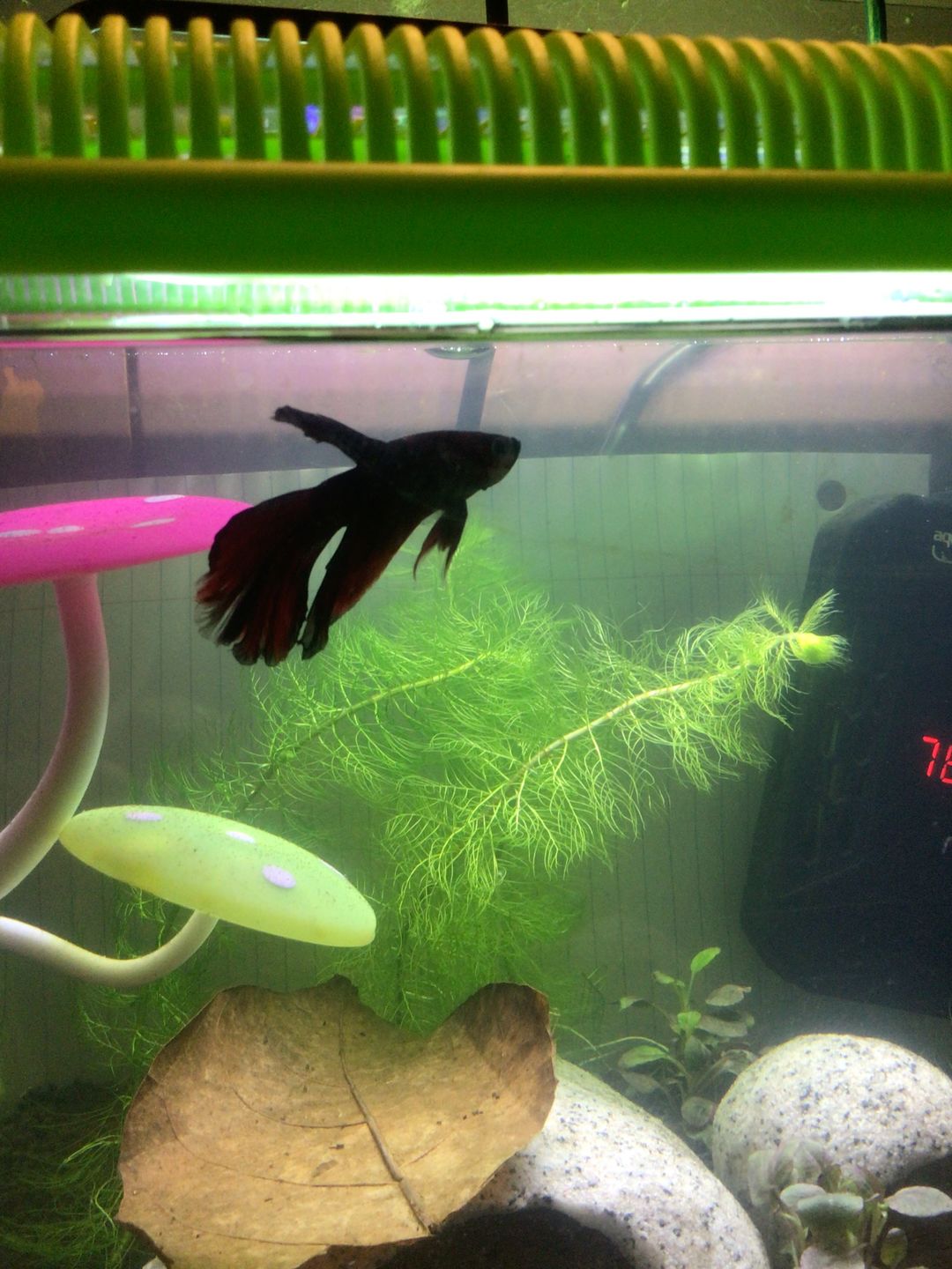 Customer photo review of Hikari Bio-Pure® FD Daphnia