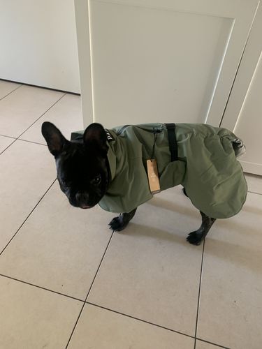 Customer photo review of Visibility Winter Jacket Green for Dogs