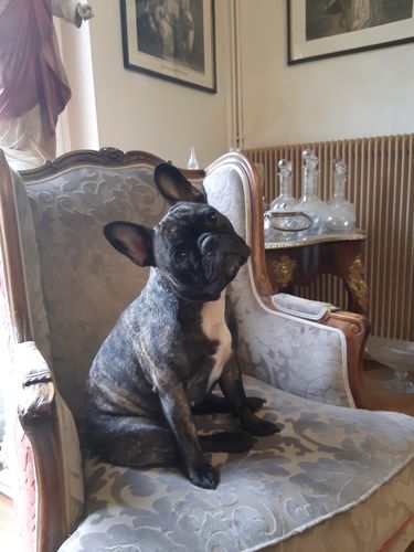 Customer photo review of Baume "Belle Truffe" pour chiens 100% naturel