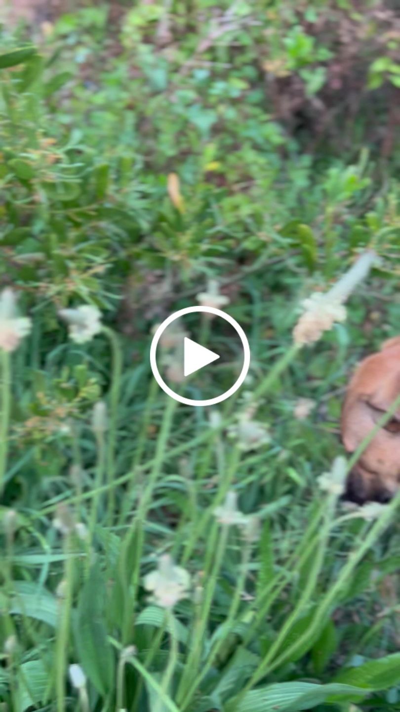 Customer video review of Hemp & Organic Cotton Dog Collar ~ Olive