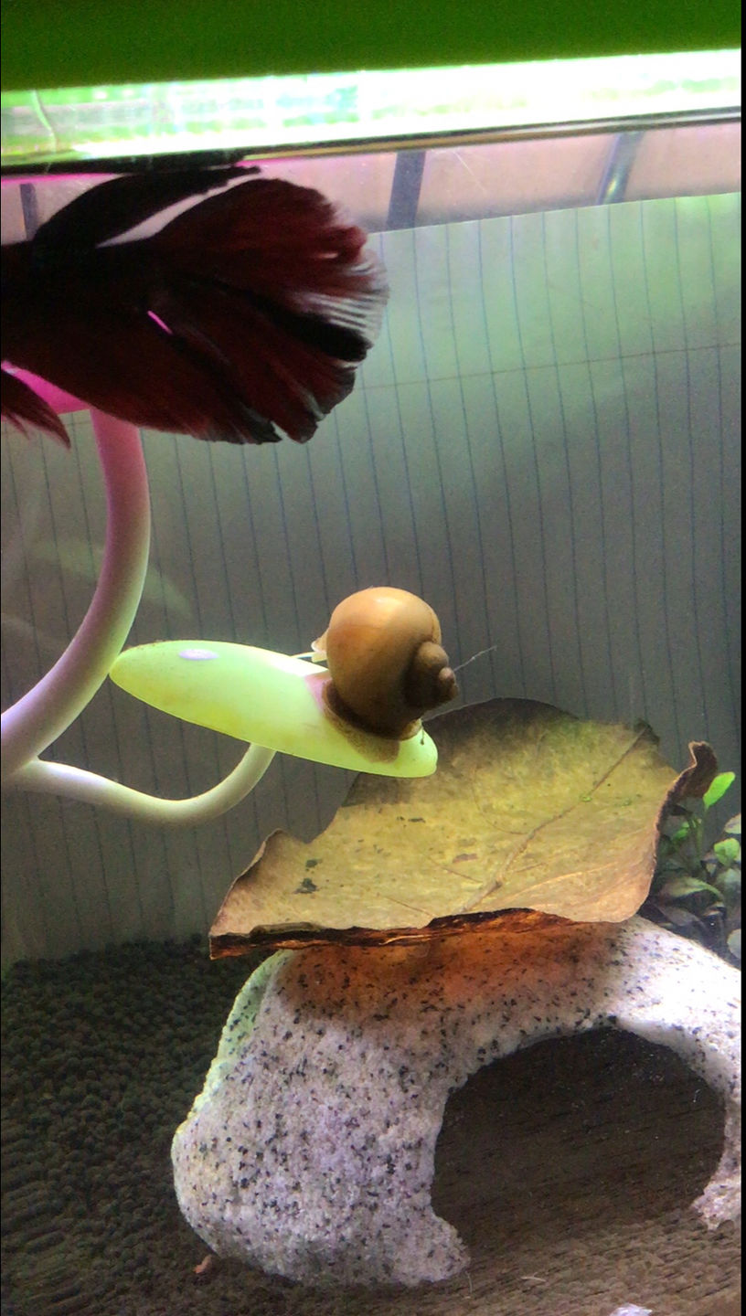 Customer photo review of Gold Mystery Snail