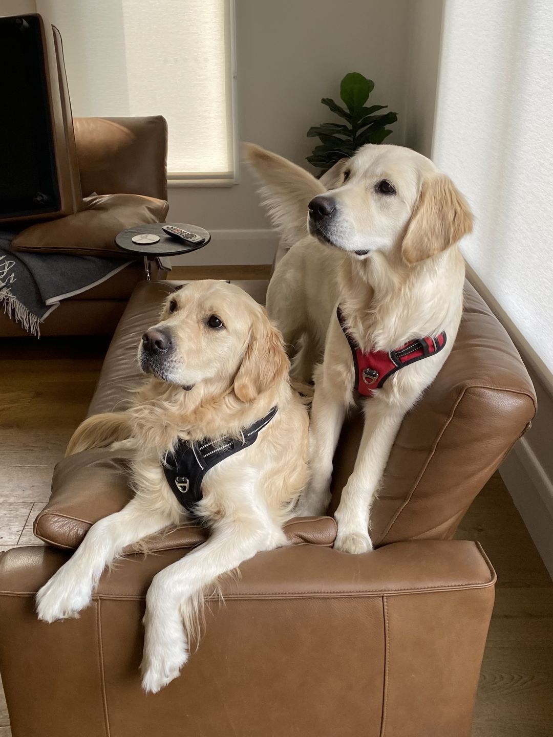 Customer photo review of Fur King Ultimate No Pull Dog Harness