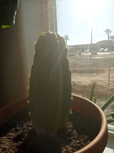 Customer photo review of San Pedro Cactus | Echinopsis (Trichocereus) pachanoi