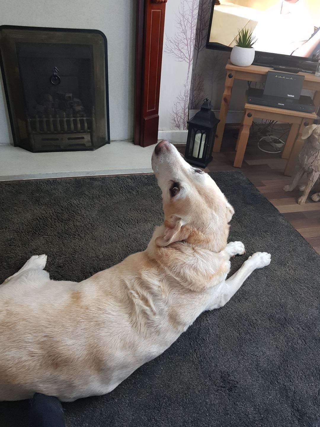 Customer photo review of Glucosamine Powder For Dogs