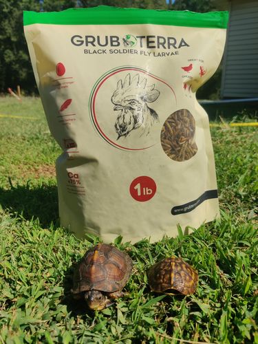 Customer photo review of GrubTerra Dried Black Soldier Fly Larvae