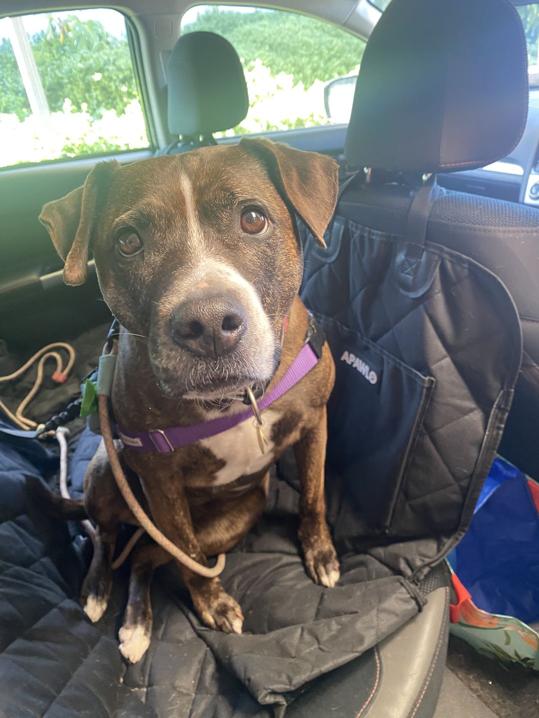 Customer photo review of 4-in-1 Dog Car Seat Cover
