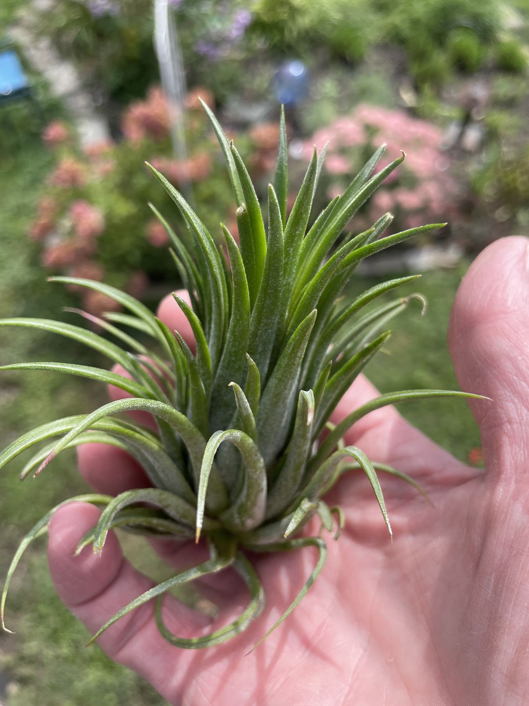 Customer photo review of Ionantha Curly Giant