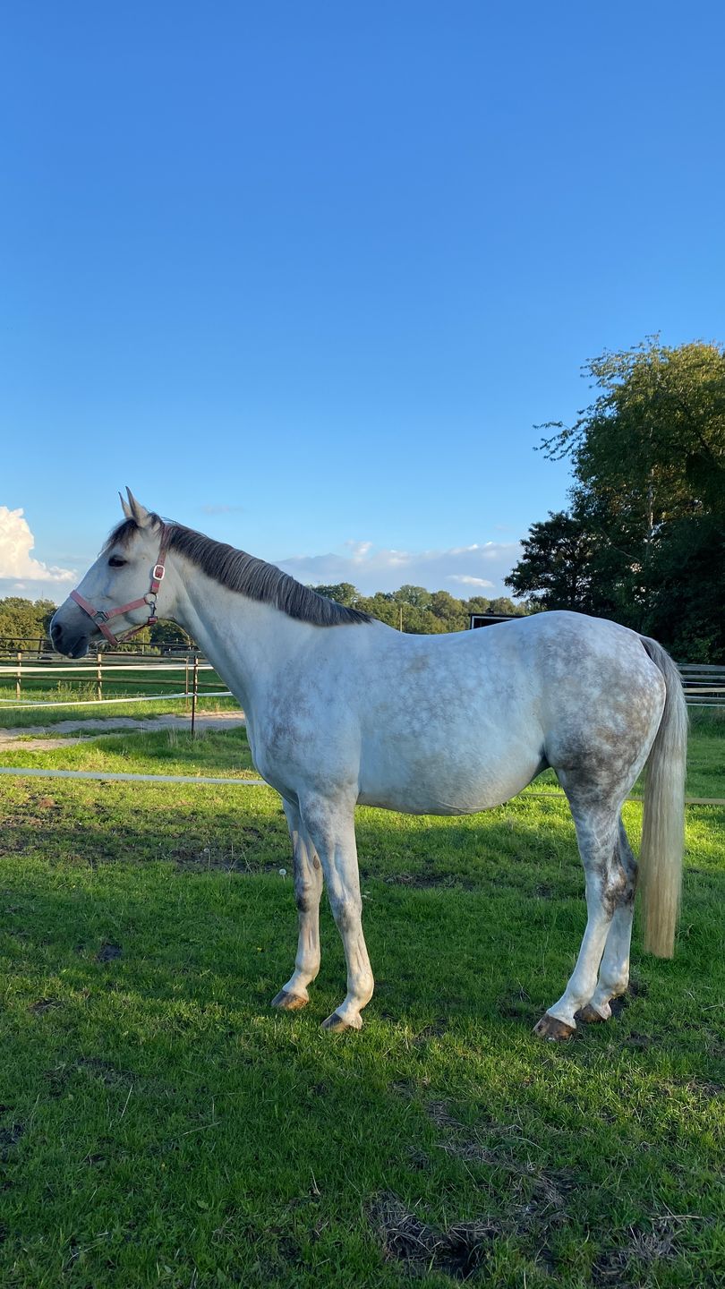 Customer photo review of Wurmtest Plus Pferd