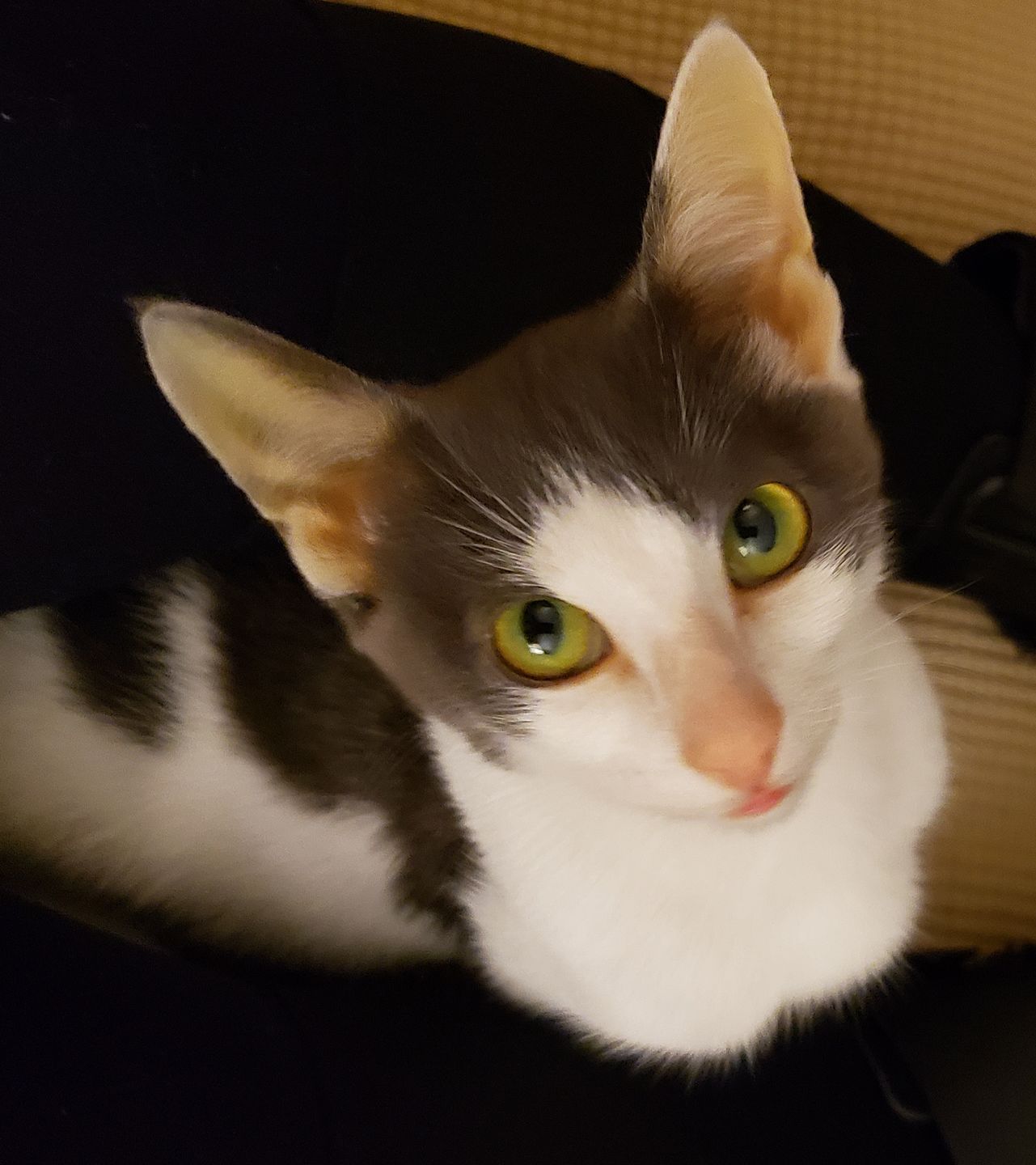 Customer photo review of Natural Cat UTI Remedy - Feline Kidney Stones, Bladder & Kidney Infection Treatment