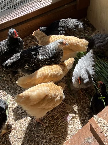 Customer photo review of GrubTerra Dried Larvae