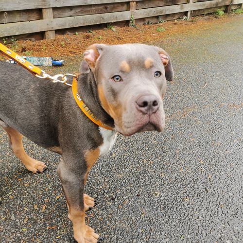 Customer photo review of Staffordshire Bull Terrier Collars