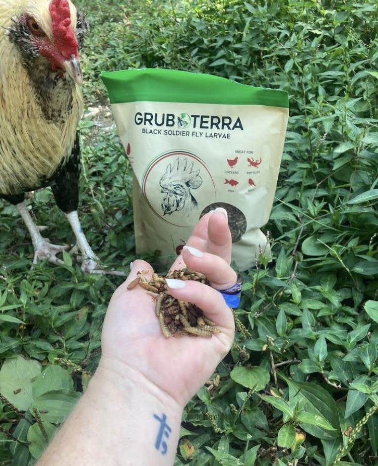 Customer photo review of GrubTerra Dried Black Soldier Fly Larvae 20lb