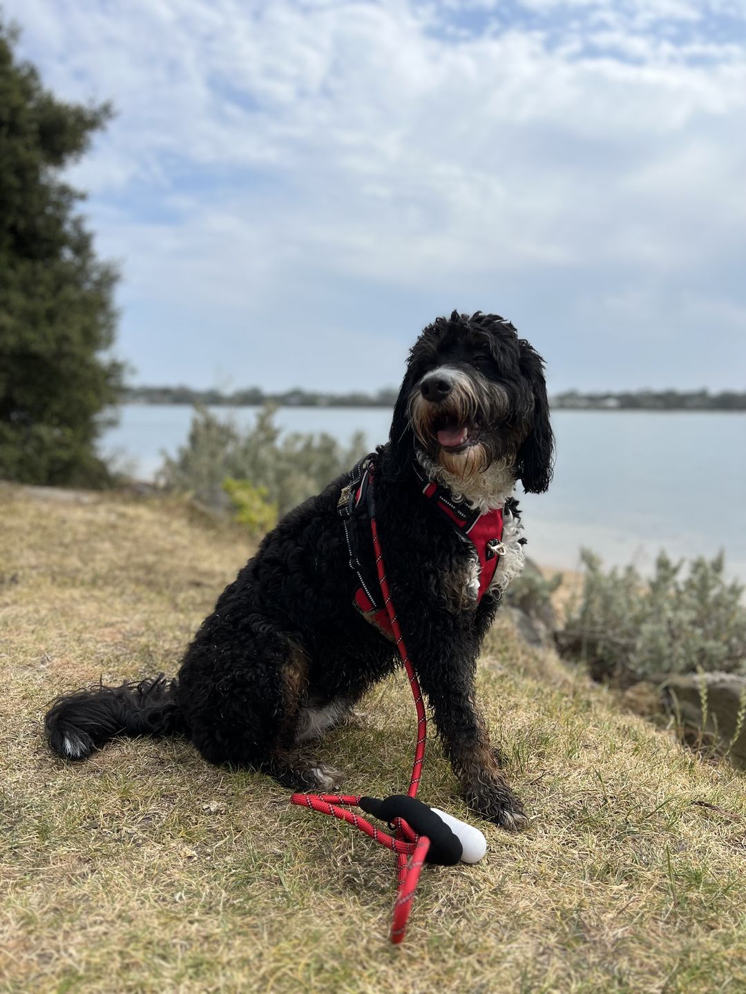 Customer photo review of Fur King Ultimate No Pull Dog Harness