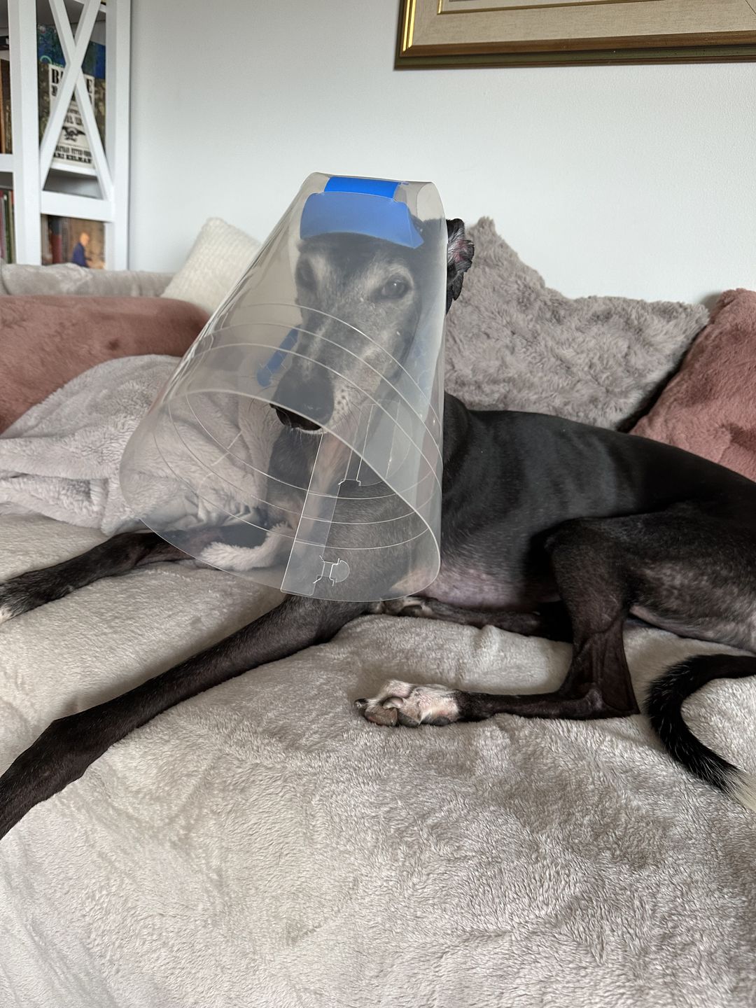 Customer photo review of NovaGuard Recovery Collar