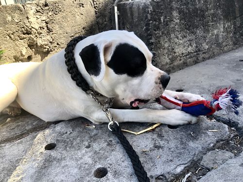 Customer photo review of COLLIER + LAISSE "BLACK ARMY"