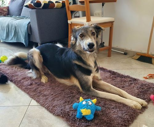 Customer photo review of DogFri™ MonsterBall - Monster Dog Aktivt Boldlegetøj